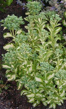 Photo of Garden Stonecrop (Hylotelephium erythrostictum 'Mediovariegatum') uploaded by Joy