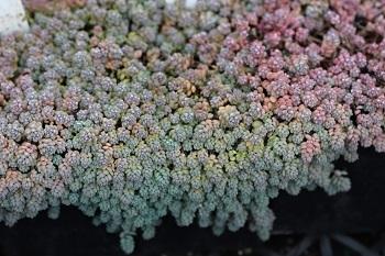 Photo of Corsican Stonecrop (Sedum dasyphyllum 'Major') uploaded by Joy
