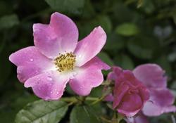 Photo of Rose (Rosa 'Nearly Wild') uploaded by Joy