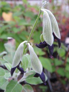 Photo of Andean Silver-Leaf Sage (Salvia discolor) uploaded by Joy