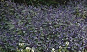 Photo of Purple Sage (Salvia officinalis 'Purpurascens') uploaded by Joy