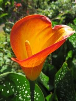 Photo of Calla Lily (Zantedeschia 'Flame') uploaded by Joy