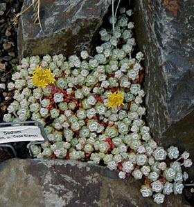 Photo of Stonecrop (Sedum spathulifolium subsp. pruinosum 'Cape Blanco') uploaded by Joy