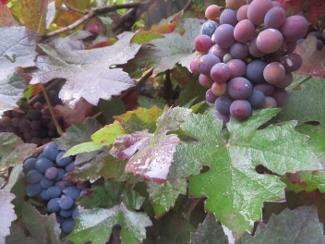 Photo of Ornamental Grape (Vitis vinifera 'Purpurea') uploaded by Joy