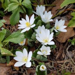 Location: Ann Arbor, Michigan
Date: 2018 Apr 25 
Bloodroot blooming in Spring