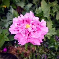 Location: Ann Arbor, Michigan
Date: 2020-07-01
Pink Breadseed poppy, Opium Poppy (Papaver somniferum)