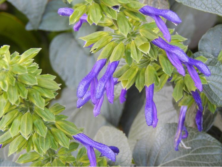 Photo of Mexican Sage (Salvia mexicana 'Limelight') uploaded by jathton