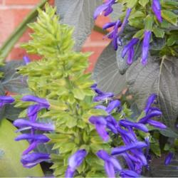 Location: in my garden in Oklahoma City
Date: 09-29-2020
Salvia mexicana 'Limelight'