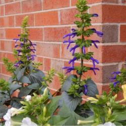 Location: in my garden in Oklahoma City
Date: 09-29-2020
Salvia mexicana 'Limelight'