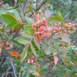 Location: San Marcos, Texas
Date: 2020-11-10
Lovely shrub with interesting seeds