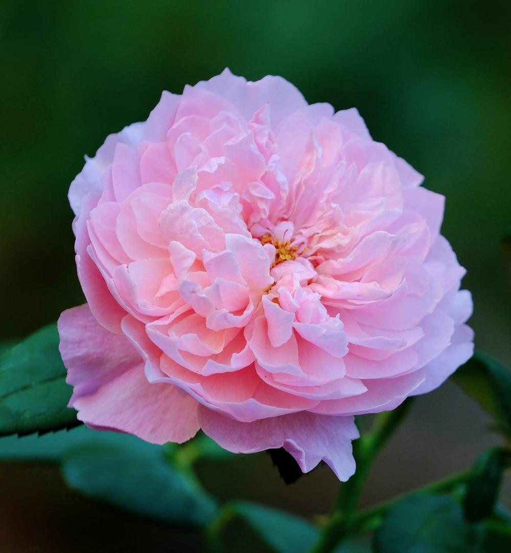 Photo of Rose (Rosa 'Alnwick Castle') uploaded by AnnKNCalif