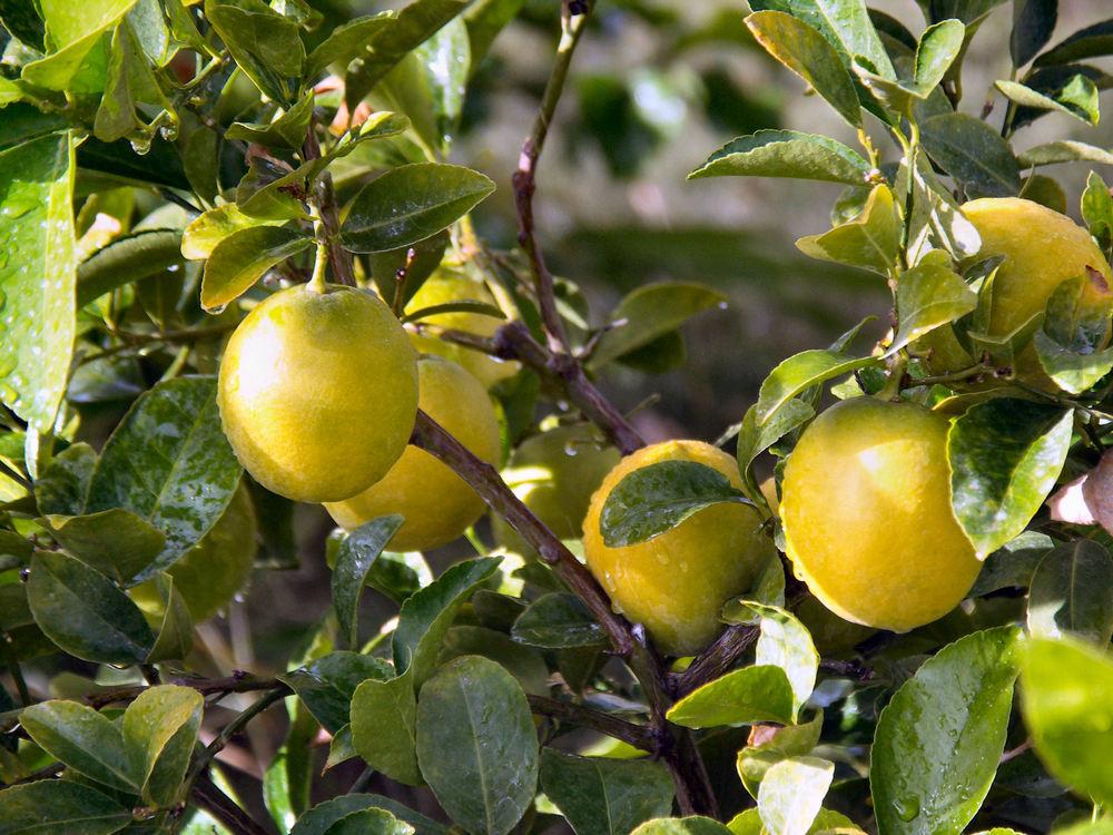 Photo of Meyer Lemon (Citrus x limon 'Improved Meyer') uploaded by RobGlen