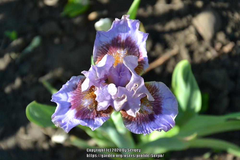 Photo of Standard Dwarf Bearded Iris (Iris 'Capiche') uploaded by Serjio