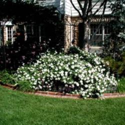 Location: in a client's patio garden in Oklahoma City
Date: 07-2002
Rosa 'White Meidiland'