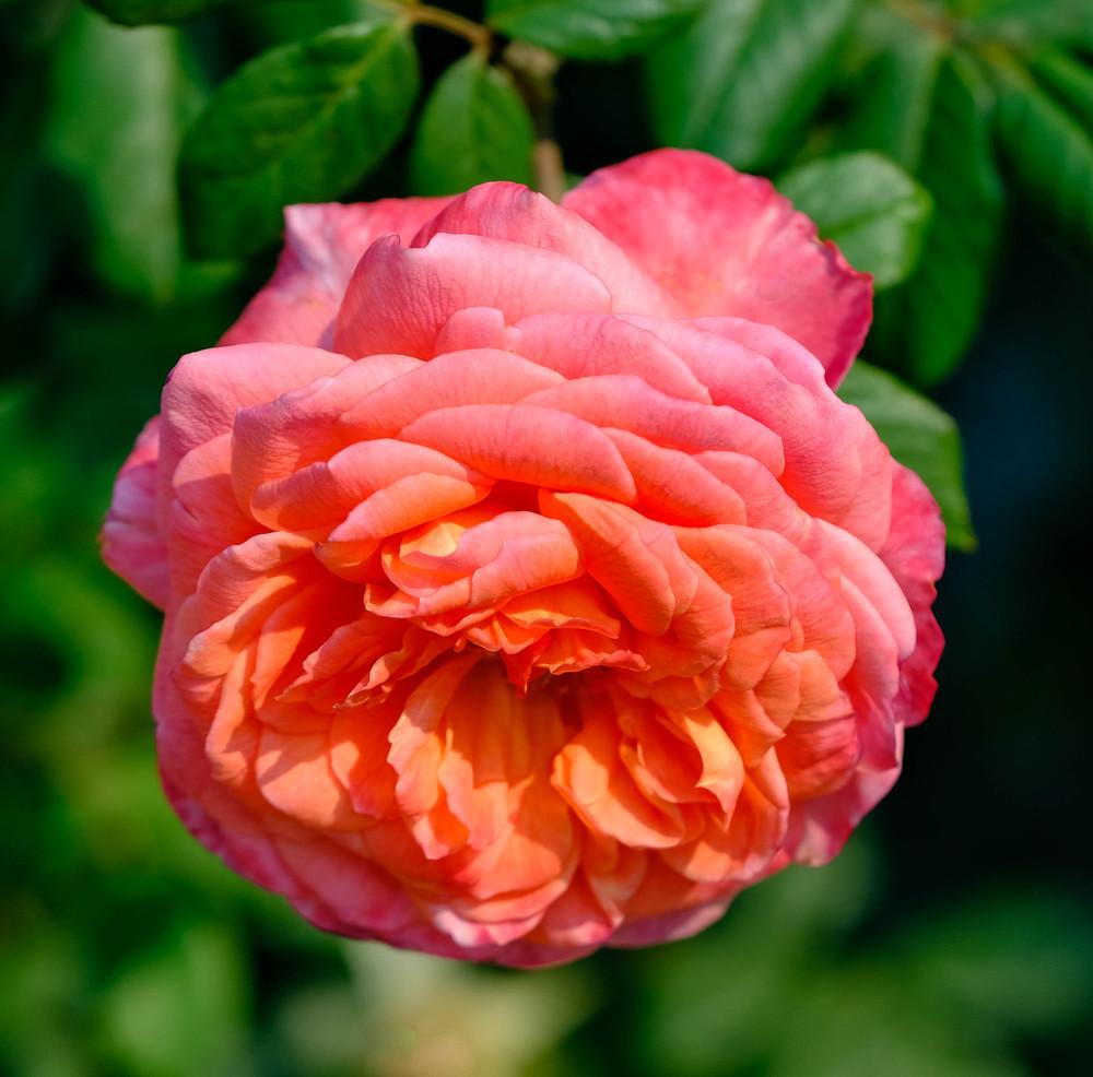Photo of Rose (Rosa 'Portlandia') uploaded by AnnKNCalif