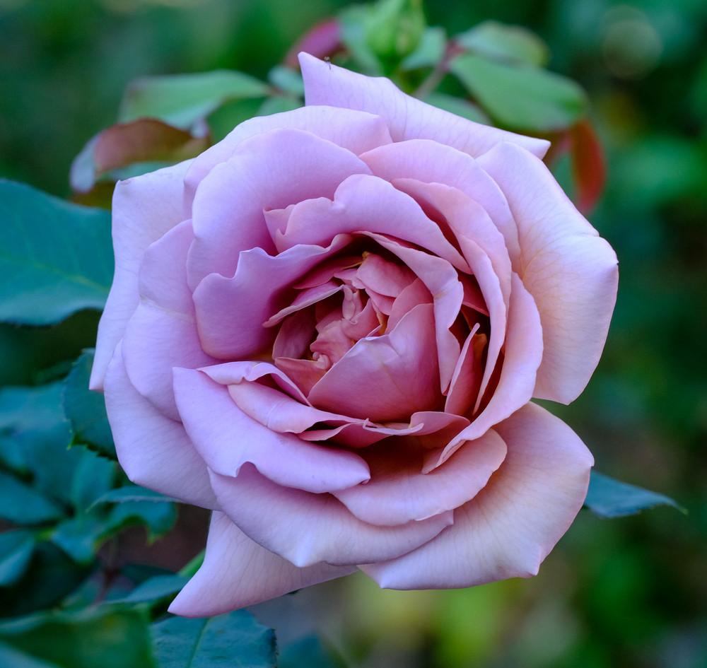 Photo of Rose (Rosa 'Koko Loko') uploaded by AnnKNCalif