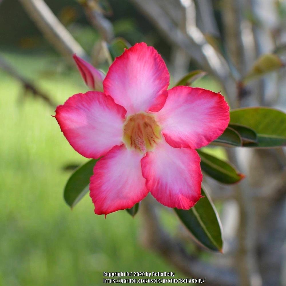Photo of Desert Rose (Adenium obesum) uploaded by BellaKelly