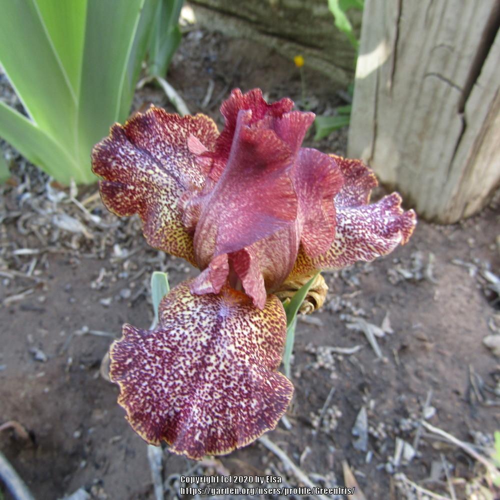 Photo of Intermediate Bearded Iris (Iris 'Starfield') uploaded by GreenIris