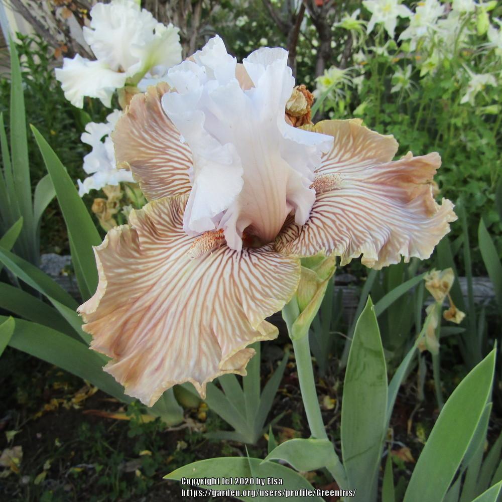 Photo of Tall Bearded Iris (Iris 'Tango Amigo') uploaded by GreenIris