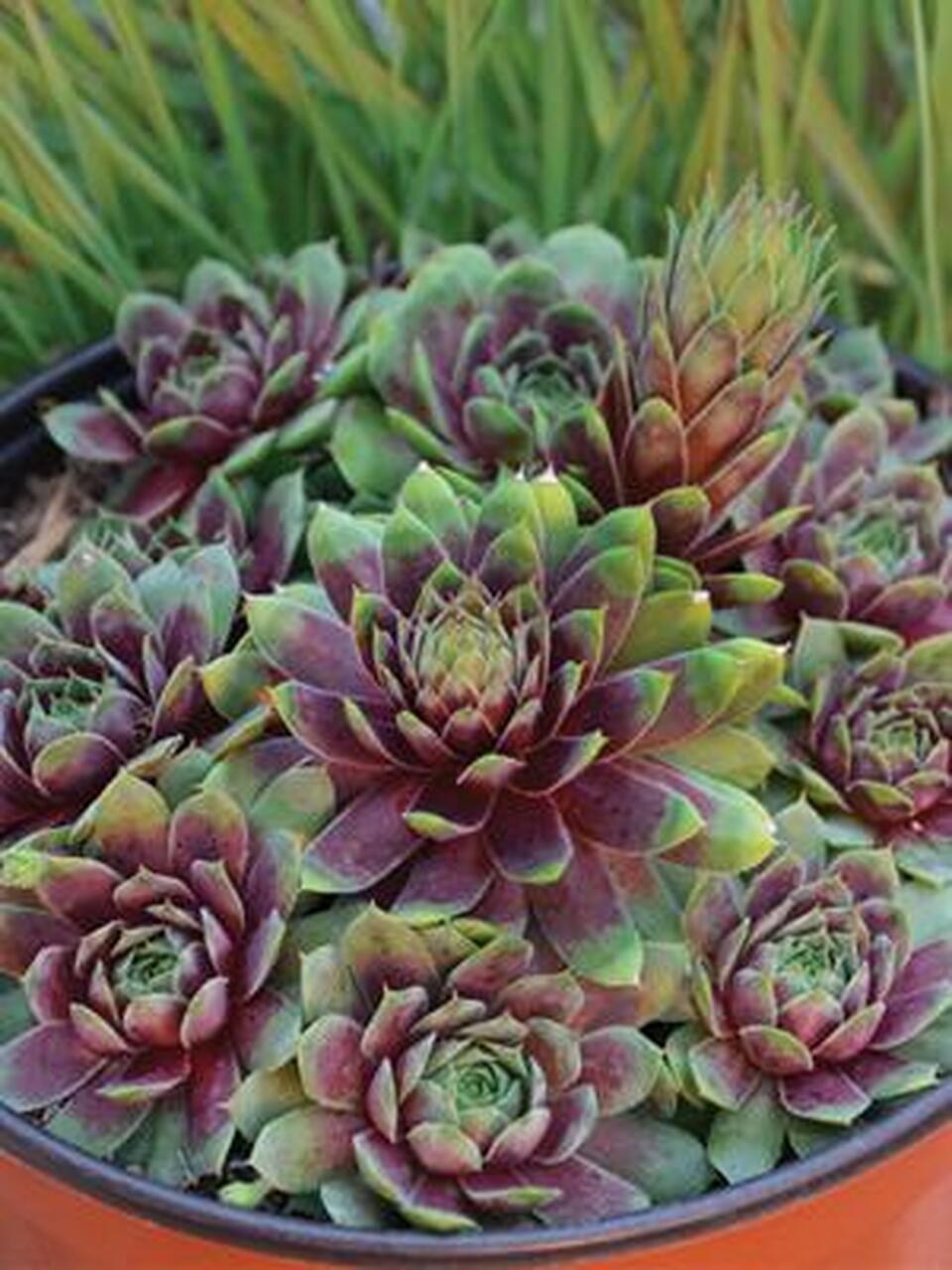 Photo of Hen and Chicks (Sempervivum 'Ruby Heart') uploaded by Joy