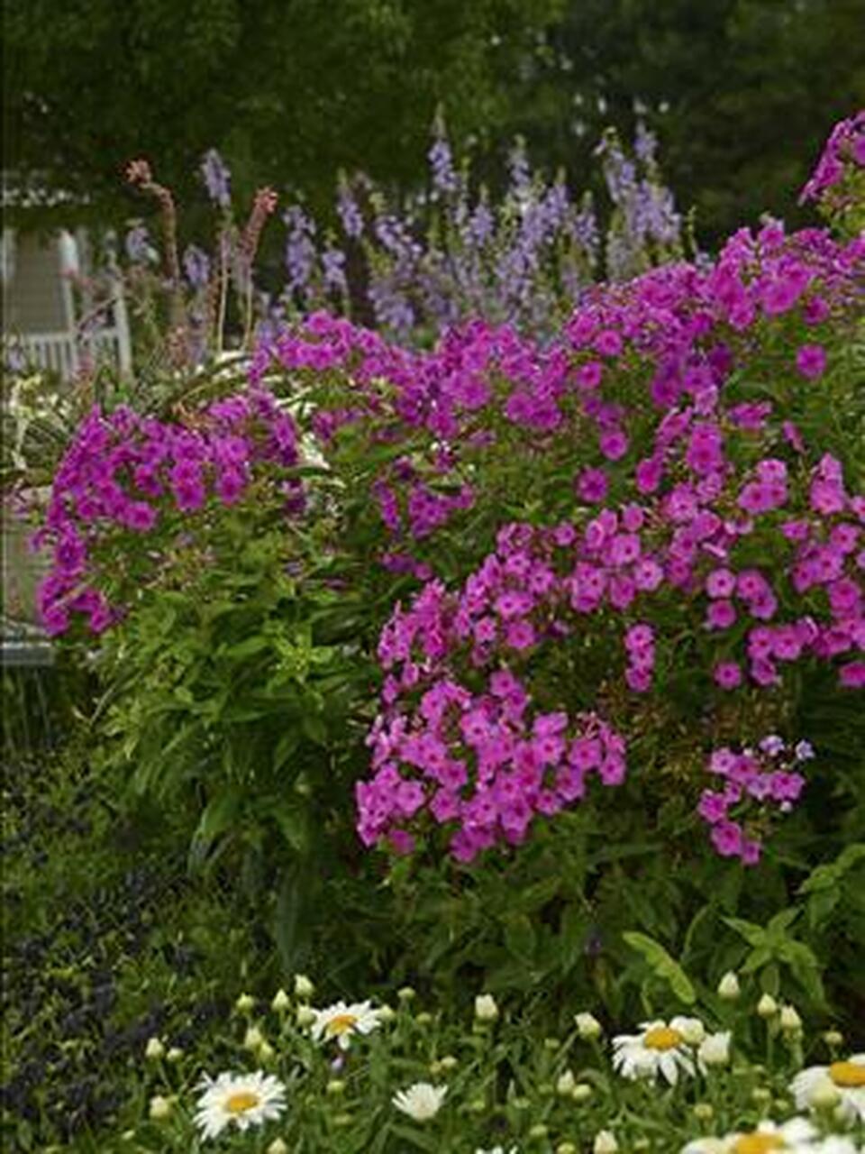 Photo of Garden Phlox (Phlox paniculata Flame™ Pink) uploaded by Joy