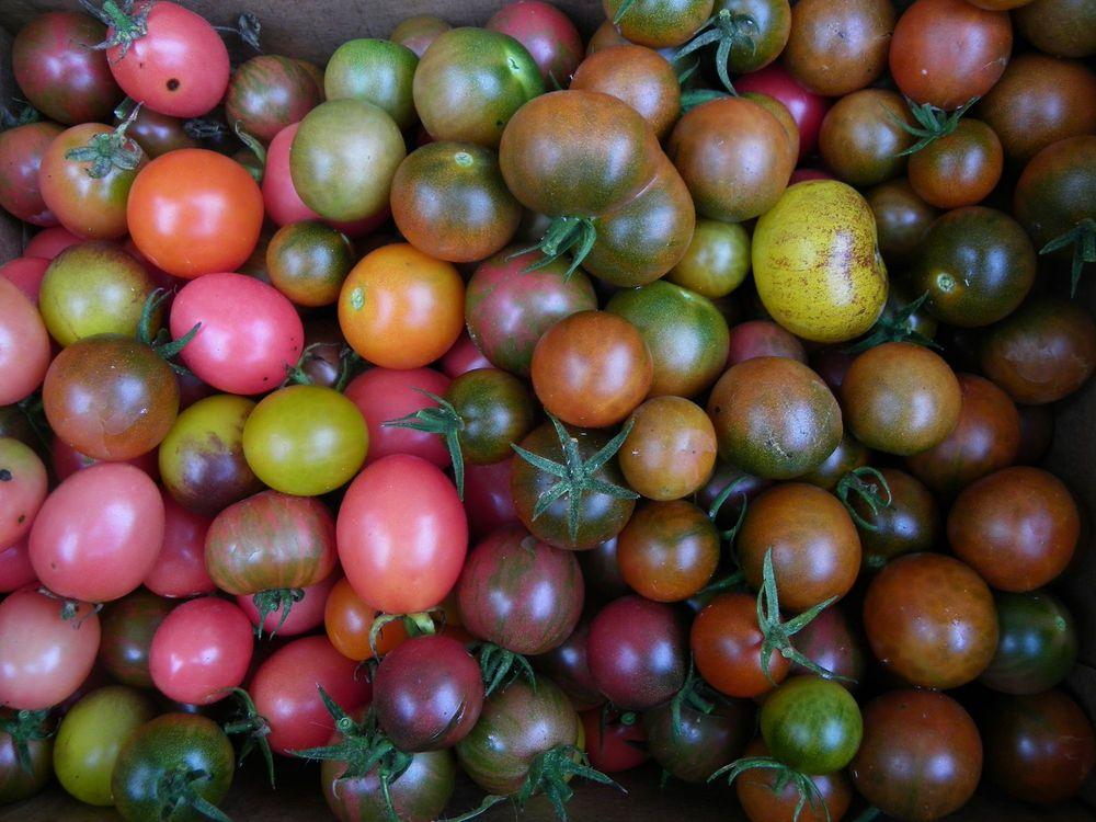 Photo of Tomatoes (Solanum lycopersicum) uploaded by Newyorkrita