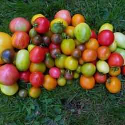 Location: Long Island, NY 
Date: 2017
mixed tomatoes