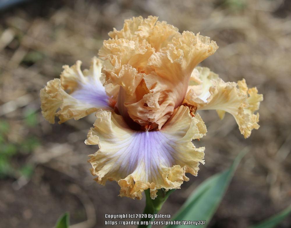 Photo of Tall Bearded Iris (Iris 'Nothing but Class') uploaded by Valery33