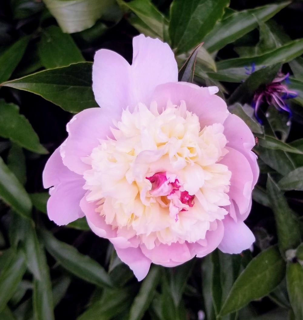 Photo of Peonies (Paeonia) uploaded by dnrevel