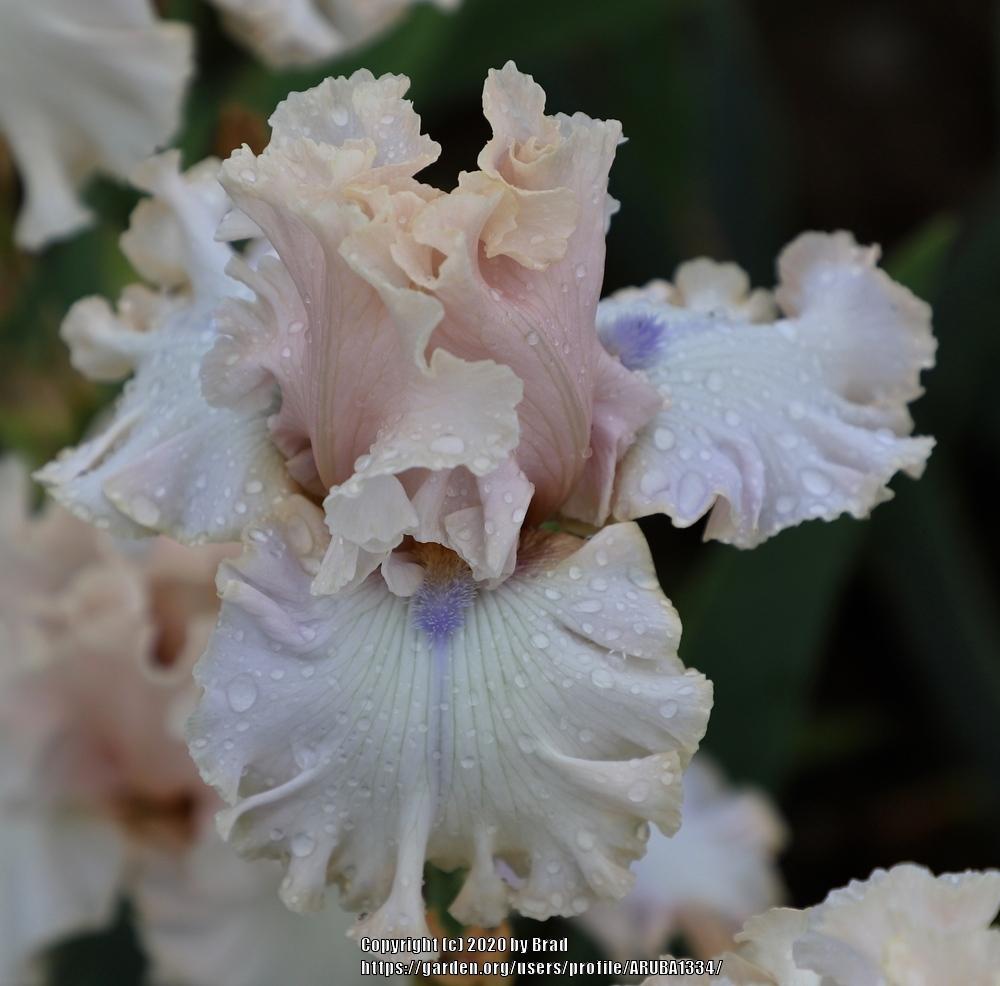 Photo of Tall Bearded Iris (Iris 'Otherside of Heaven') uploaded by ARUBA1334