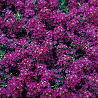 Photo of Alyssum (Lobularia maritima 'Wonderland Deep Purple') uploaded by Joy