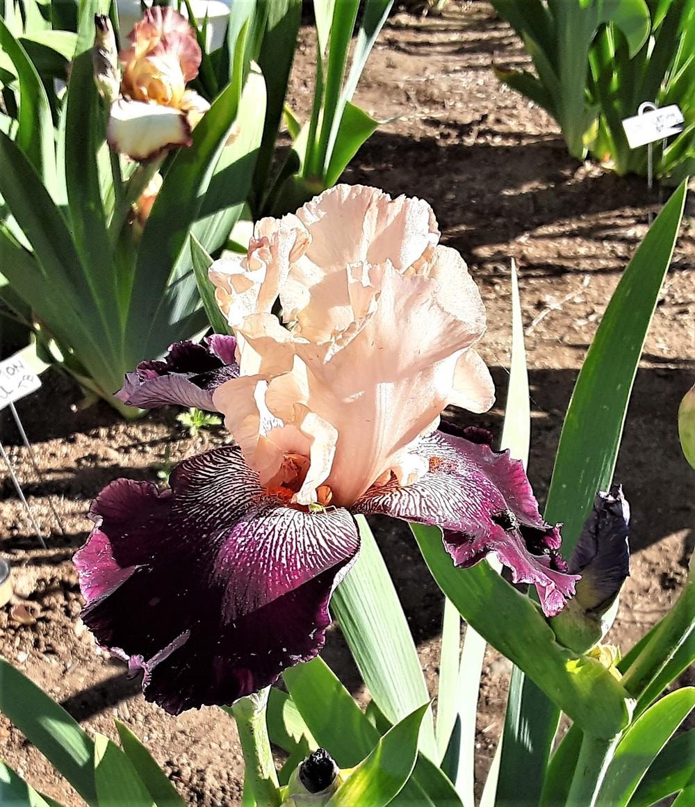 Photo of Tall Bearded Iris (Iris 'Wench') uploaded by Bitoftrouble