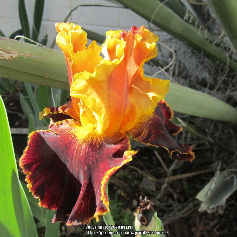 Photo of Border Bearded Iris (Iris 'Boy Genius') uploaded by GreenIris