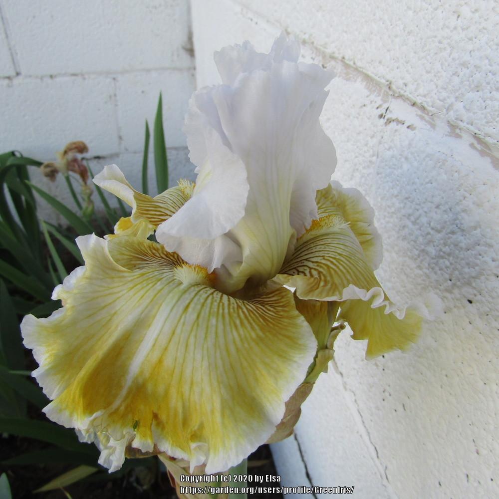 Photo of Tall Bearded Iris (Iris 'Baby I Love You') uploaded by GreenIris