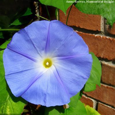 Photo of Morning Glory (Ipomoea tricolor 'Heavenly Blue') uploaded by Joy