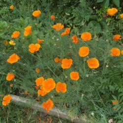Location: Decatur, GA
Date: 2020-05-18
Eschscholzia californica, 2020-05-18.  This plant was from seed s