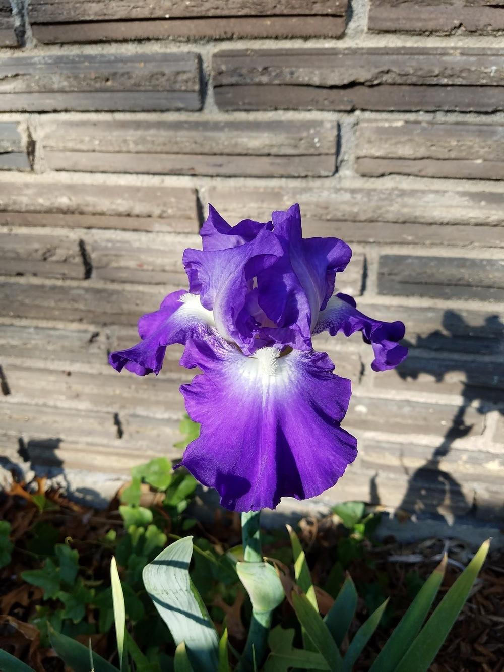 Photo of Tall Bearded Iris (Iris 'Victoria Falls') uploaded by txtreehugger