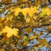 close-up of yellow fall leaves