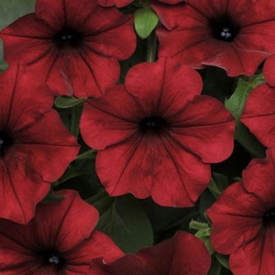 Photo of Multiflora Spreading/Trailing Petunia (Petunia Tidal Wave® Red Velour) uploaded by Joy