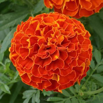 Photo of Afro-French Marigold (Tagetes Zenith™ Red) uploaded by Joy