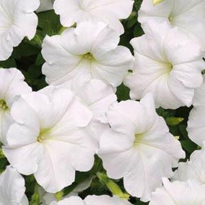 Photo of Multiflora Spreading/Trailing Petunia (Petunia Easy Wave® White) uploaded by Joy