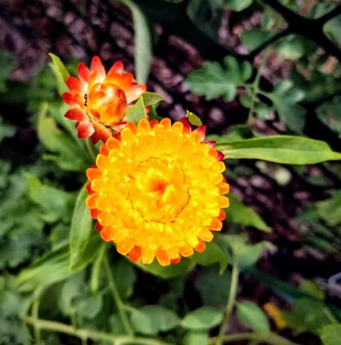 Photo of Strawflower (Xerochrysum bracteatum) uploaded by dnrevel