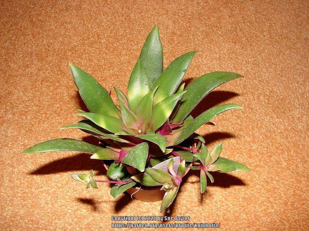 Photo of Crassula orbicularis var. rosularis uploaded by kniphofia