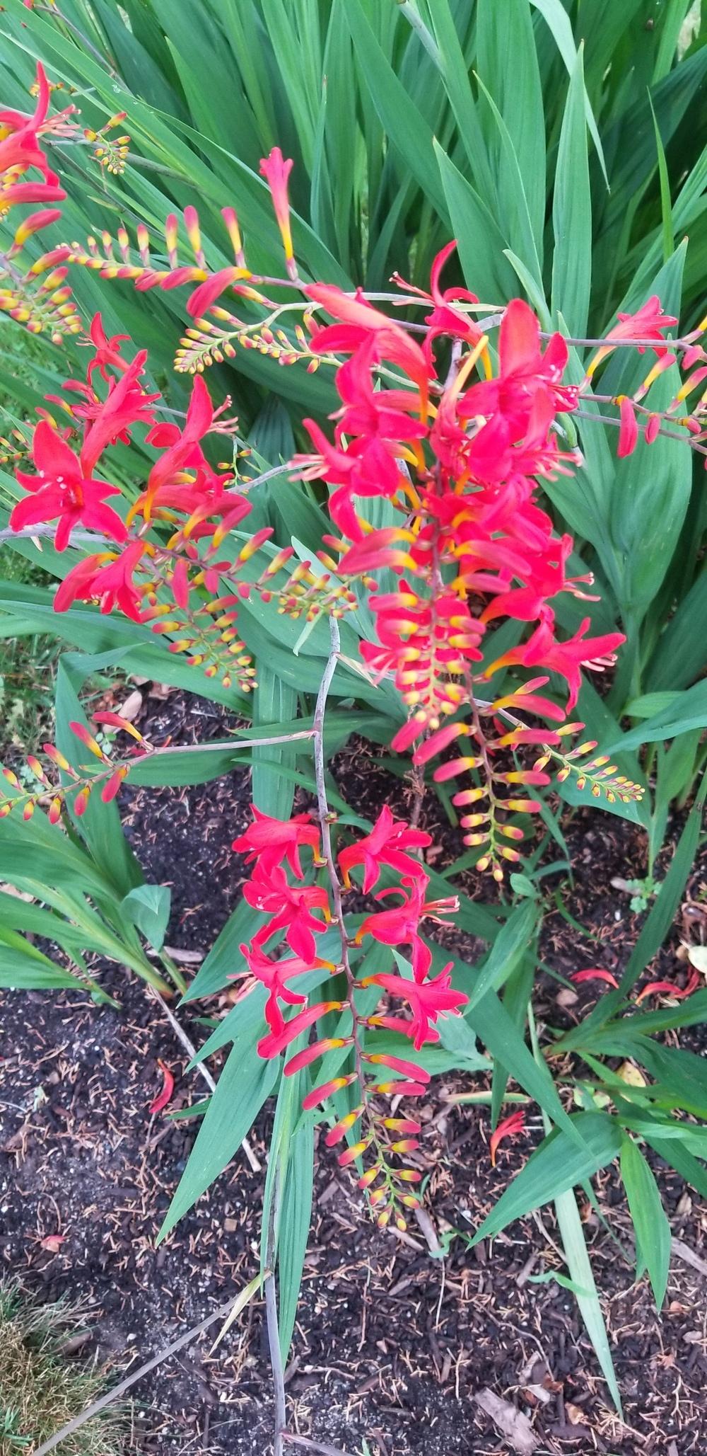 Photo of Crocosmia 'Lucifer' uploaded by mbrown259