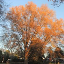 Location: Downingtown Pennsylvania
Date: 2020-11-14
full-grown tree in fall color