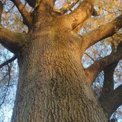 Location: Downingtown Pennsylvania
Date: 2020-11-14
looking up trunk in autumn