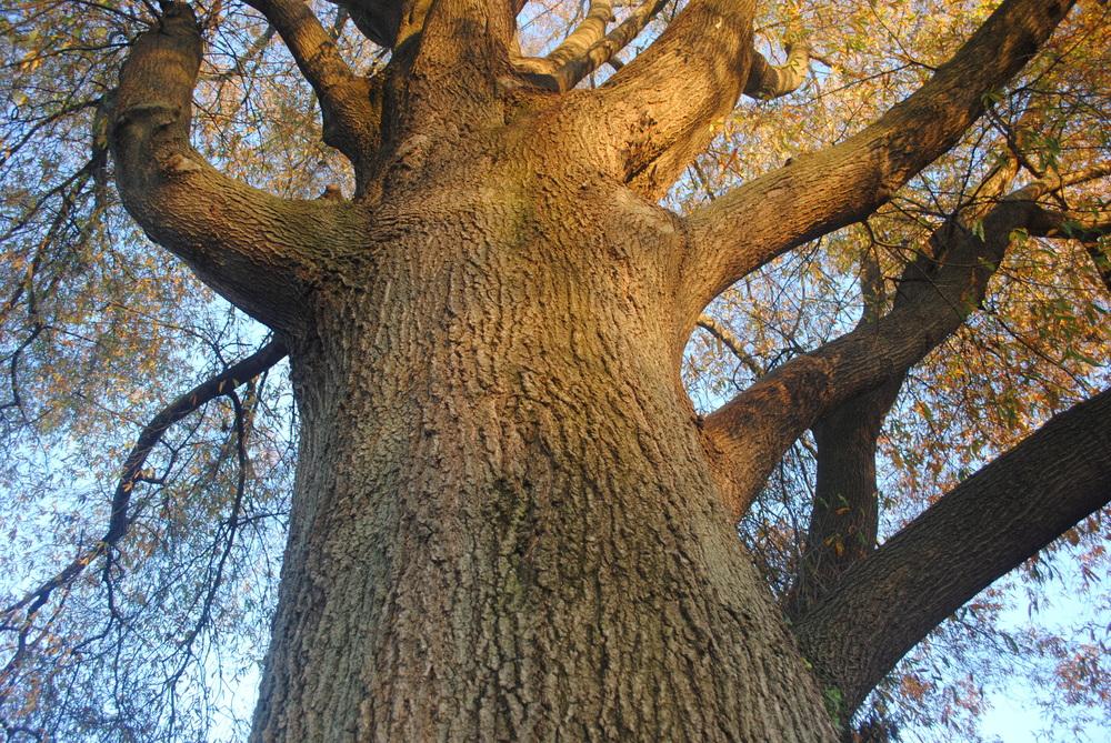 Photo of Willow Oak (Quercus phellos) uploaded by ILPARW
