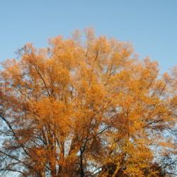 Location: Downingtown Pennsylvania
Date: 2020-11-14
crown in fall color
