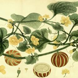 
Date: between 1797 & 1811
illustration from 'The Botanist's Repository', vol. 8