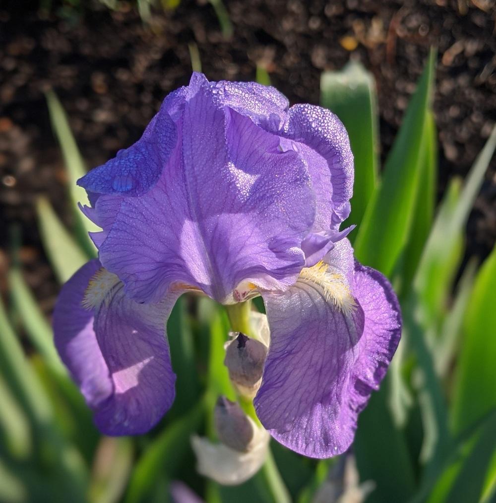 Photo of Species Iris (Iris pallida) uploaded by MamaFan